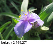Традесканция виргинская — (Tradescantia virginian), семейство Коммелиновые. Стоковое фото, фотограф Заноза-Ру / Фотобанк Лори