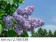 Цветы сирени. Стоковое фото, фотограф Ольга Пашкова / Фотобанк Лори