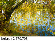 Дерево у воды осенью. Стоковое фото, фотограф ИВА Афонская / Фотобанк Лори