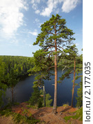 Остров Валаам. Сосны на крутом берегу. Стоковое фото, фотограф Олег Титов / Фотобанк Лори