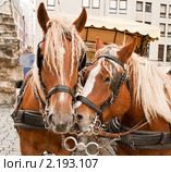 Упряжка. Стоковое фото, фотограф Parmenov Pavel / Фотобанк Лори