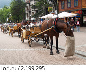 Вереница конных повозок  в Закопане (2010 год). Редакционное фото, фотограф Ирина Борсученко / Фотобанк Лори