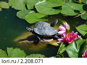 Лотос (Nelumbo) и водные черепахи (Testudines) в пруду. Стоковое фото, фотограф lana1501 / Фотобанк Лори
