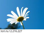 Ромашка на фоне неба. Стоковое фото, фотограф Владимир Выдрин / Фотобанк Лори