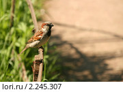 Воробей домовой (Passer domesticus Linnaeus) Стоковое фото, фотограф Щеголева Ольга / Фотобанк Лори