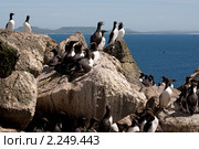 Кайры. Стоковое фото, фотограф Ирина Яровая / Фотобанк Лори