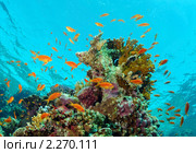 Корраловый риф и стая рыб Антиас лирохвостый голубоглазый (Pseudanthias squamipinnis) Стоковое фото, фотограф Некрасов Андрей / Фотобанк Лори