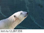 Белый медведь (Ursus maritimus) Стоковое фото, фотограф Ольга Коцюрбий / Фотобанк Лори