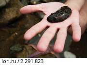 Маленький дальневосточный трепанг на ладони (Apostichopus japonicus) Стоковое фото, фотограф Сергей Лешков / Фотобанк Лори