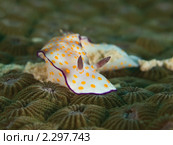 Брюхоногий моллюск Risbecia pulchella. Стоковое фото, фотограф Андрей Голубев / Фотобанк Лори