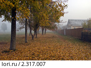 Деревенская аллея в тумане. Стоковое фото, фотограф Сергей Кулигин / Фотобанк Лори