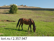 Лошадь. Стоковое фото, фотограф Vasilii Olii / Фотобанк Лори