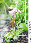 Додекатеон обыкновенный (Dodecatheon meadia) Стоковое фото, фотограф Наталия Шевченко / Фотобанк Лори
