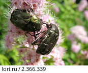 Жуки бронзовка золотистая на цветущей спирее японской (Spiraea japonica) Стоковое фото, фотограф Заноза-Ру / Фотобанк Лори