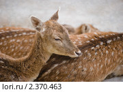 Молодая косуля в Ялтинском зоопарке. Стоковое фото, фотограф Татьяна Евтушенко / Фотобанк Лори