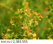 Молочай миндалевидный, или миндальный (Euphórbia amygdaloides) Стоковое фото, фотограф Алёшина Оксана / Фотобанк Лори