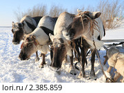 Северные домашние олени в упряжке. Стоковое фото, фотограф Григорий Писоцкий / Фотобанк Лори