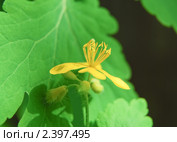 Чистотел, бородавник (Chelidonium) Стоковое фото, фотограф Алёшина Оксана / Фотобанк Лори