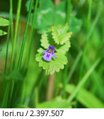 Будра плющевидная, или кошачья мята (Glechoma hederacea) Стоковое фото, фотограф Алёшина Оксана / Фотобанк Лори