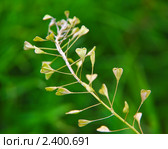 Пастушья сумка обыкновенная, или Сумочник пастуший (Capsella bursa-pastoris) Стоковое фото, фотограф Алёшина Оксана / Фотобанк Лори