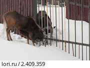 Белохвостые гну (Connochaetes gnou). Два драчливых самца антилопы выясняют отношения. Стоковое фото, фотограф Валерия Попова / Фотобанк Лори