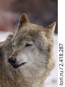 Волк (лат. Canis lupus) Стоковое фото, фотограф Валерия Попова / Фотобанк Лори