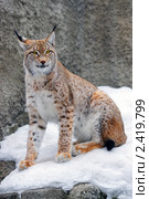 Lynx, рысь обыкновенная. Стоковое фото, фотограф Михаил Борсов / Фотобанк Лори