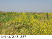 Цветущий луг. Стоковое фото, фотограф Panitchkina Natalia / Фотобанк Лори