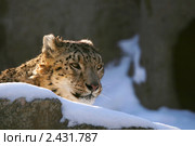 Снежный барс (ирбис) в Московском зоопарке (лат. Uncia uncia, или Panthera uncia) Стоковое фото, фотограф Щеголева Ольга / Фотобанк Лори