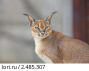 Дикая кошка. Каракал. Стоковое фото, фотограф Яна Королёва / Фотобанк Лори