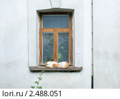 Две кошки спят на монастырском окне. Стоковое фото, фотограф Александр Щепин / Фотобанк Лори