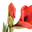 Гиппеаструм (Hippeastrum) Стоковое фото, фотограф Наталья Волкова / Фотобанк Лори
