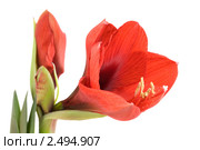 Гиппеаструм (Hippeastrum) Стоковое фото, фотограф Наталья Волкова / Фотобанк Лори