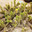 Кактус Opuntia microdasys. Стоковое фото, фотограф Татьяна Крамаревская / Фотобанк Лори