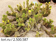 Кактус Opuntia microdasys. Стоковое фото, фотограф Татьяна Крамаревская / Фотобанк Лори