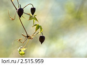 Лиана Княжик Охотский (Atragene ochotensis Pall.) на нежно-зеленом фоне. Стоковое фото, фотограф Dmitry S. Marshavin / Фотобанк Лори