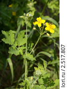 Чистотел большой (Chelidonium majus), семейство маковых. Лекарственное растение, используемое в народной медицине. Стоковое фото, фотограф Алёна Кухтина / Фотобанк Лори