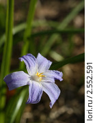 Цветок хионодоксы (Chionodoxa Luciliae) Стоковое фото, фотограф Елена Мумрина / Фотобанк Лори
