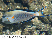 Рыба-хирург - Surgeon fish - Acanthurus sohal - Acanthuridae. Стоковое фото, фотограф Александр Тарасенков / Фотобанк Лори