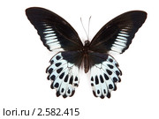 Черная с синим бабочка Papilio polymnestor на белом фоне. Стоковое фото, фотограф Александр Косарев / Фотобанк Лори