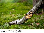 Бревно с грибами. Стоковое фото, фотограф Виталий Веревкин / Фотобанк Лори