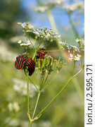 Полосатые клопы на зонтичном растении (Щитник линейчатый, Graphosoma lineatum) Стоковое фото, фотограф Щеголева Ольга / Фотобанк Лори