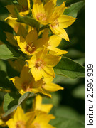 Желтые цветы вербейника точечного крупным планом (Lysimachia punctata) Стоковое фото, фотограф Щеголева Ольга / Фотобанк Лори