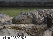 Нильский крокодил. Стоковое фото, фотограф Акилов Виктор Юрьевич / Фотобанк Лори