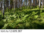 Папоротники в лесу. Стоковое фото, фотограф Виталий Веревкин / Фотобанк Лори