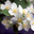 Цветущий жасмин. Чубушник, Philadelphus L. Стоковое фото, фотограф Дудакова / Фотобанк Лори