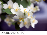 Цветущий жасмин. Чубушник, Philadelphus L. Стоковое фото, фотограф Дудакова / Фотобанк Лори