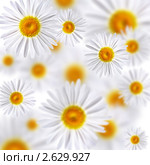 Ромашковый фон. Коллаж. Стоковое фото, фотограф Константин Тавров / Фотобанк Лори