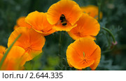 Шмель собирает нектар на цветах Эшшольции (Калифорнийский мак, California poppy) Стоковое видео, видеограф Игорь Жоров / Фотобанк Лори