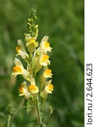Льнянка обыкновенная (Linaria vulgaris Mill.), соцветие. Стоковое фото, фотограф Щеголева Ольга / Фотобанк Лори